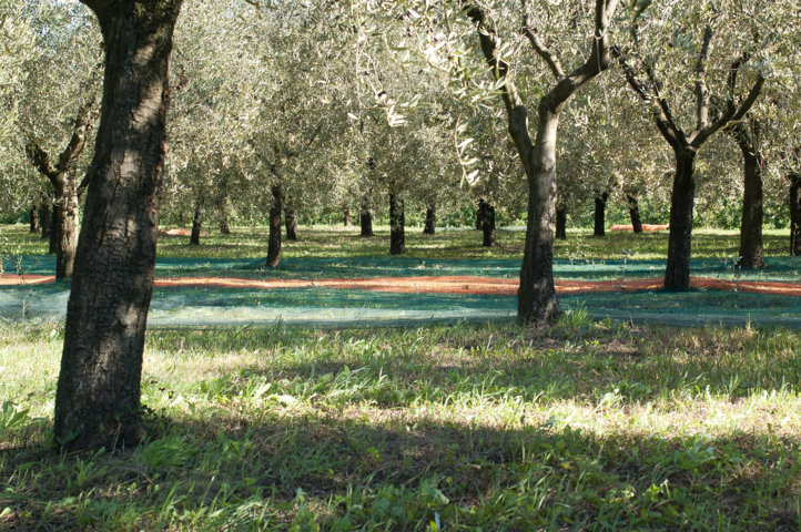 MONITORAGGIO STATO NUTRIZIONALE OLIVETI LIGURI – PRIME VALUTAZIONI SUI RISULTATI DELLE ANALISI FOGLIARI E INDICAZIONI PER LA CONCIMAZIONE