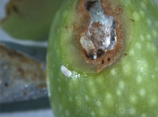 Mosca Olearia – Servizi regionali in olivicoltura e strategie di difesa dalla mosca olearia per l’annata 2025