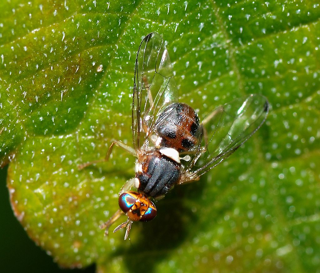Mosca olearia, strategia di difesa e prodotti ammessi in olivicoltura biologica e integrata