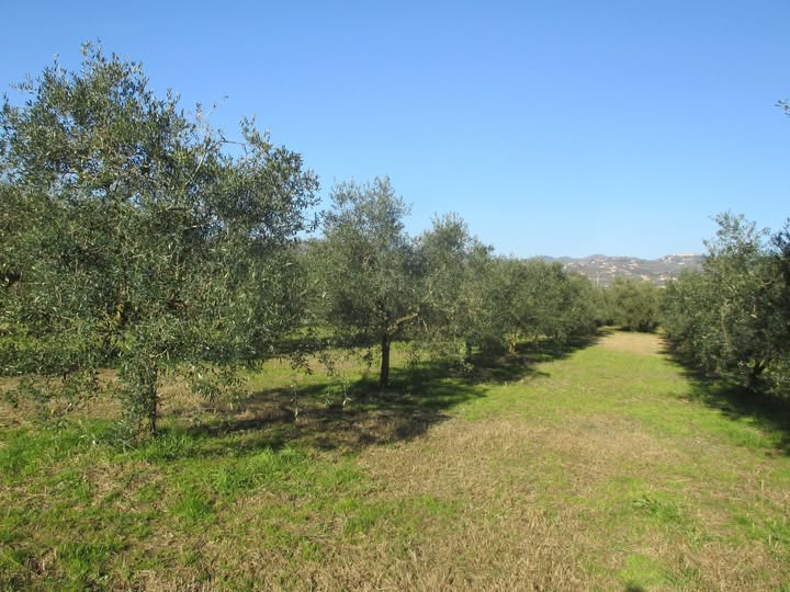 Bollettino Olivo n.1
