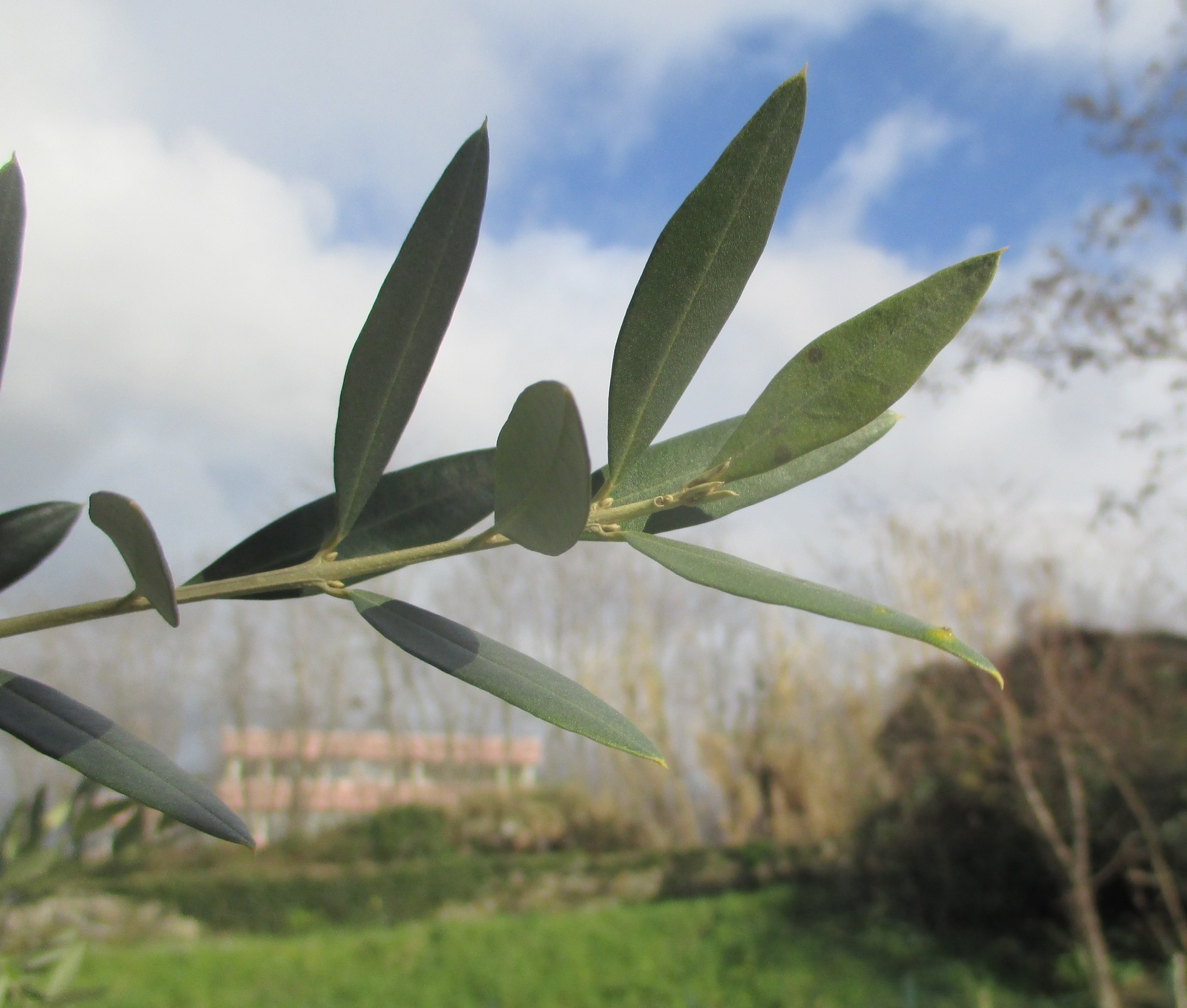 Bollettino Olivo n.2