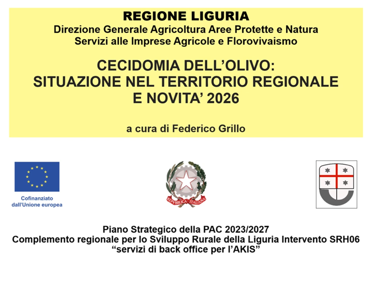 Cecidomia dell’olivo
