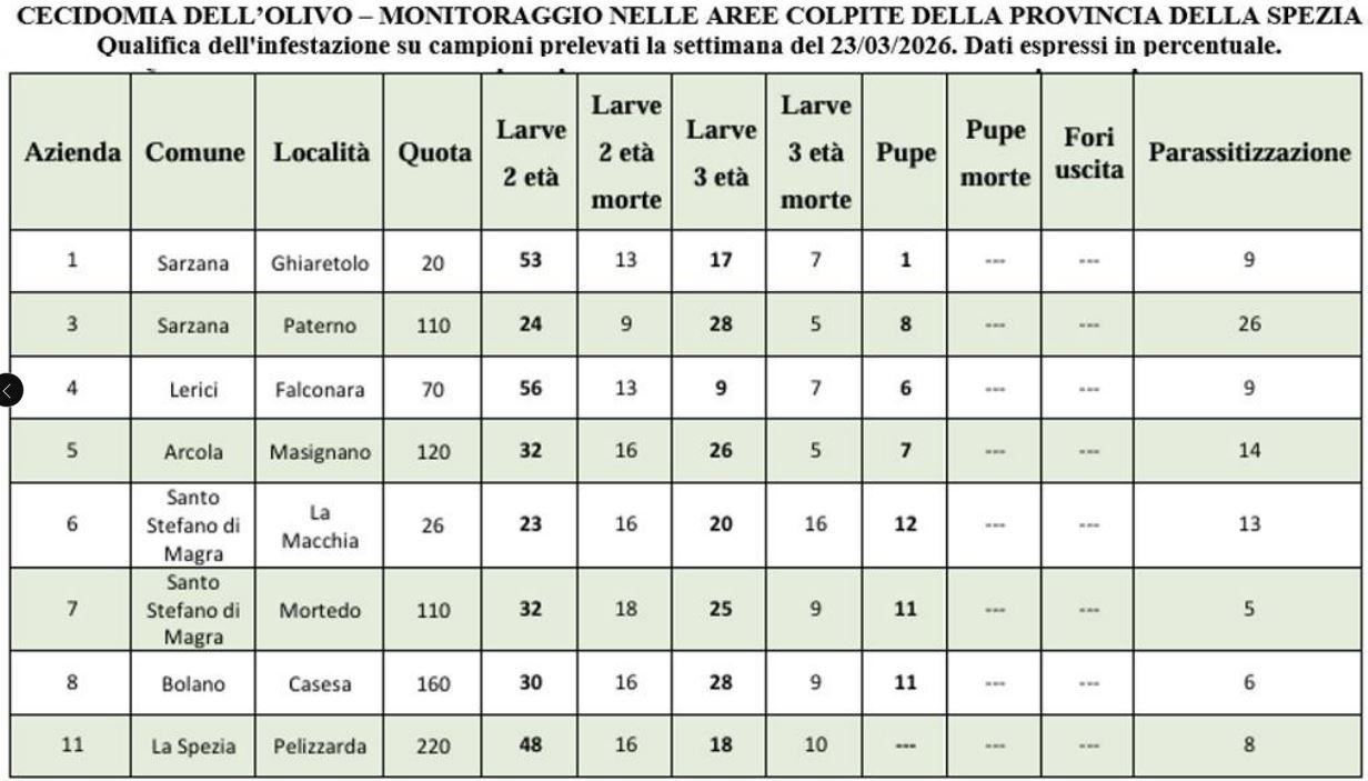 Cecidomia dell’olivo – Comunicato n.2