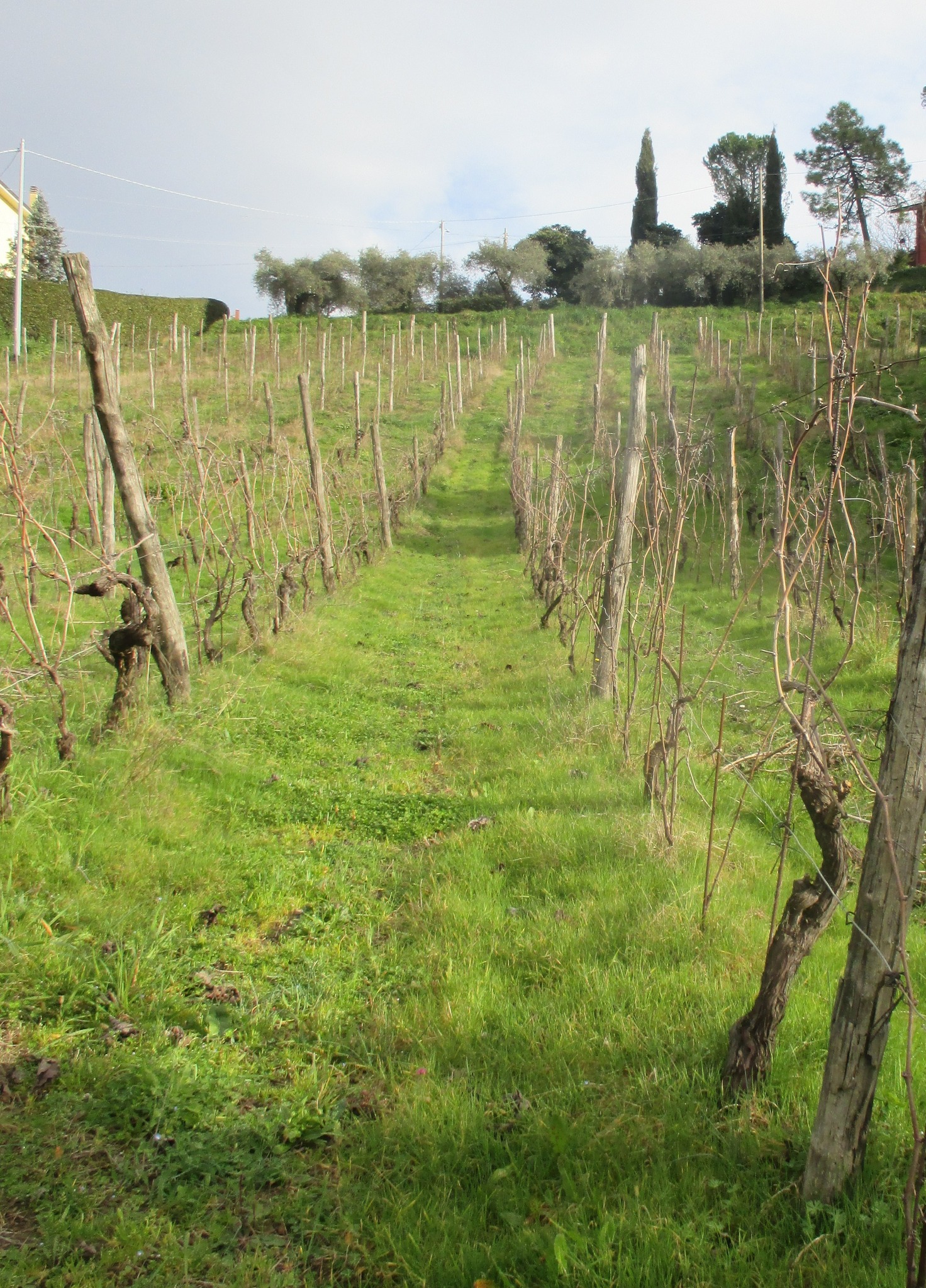 Bollettino Vite n. 2