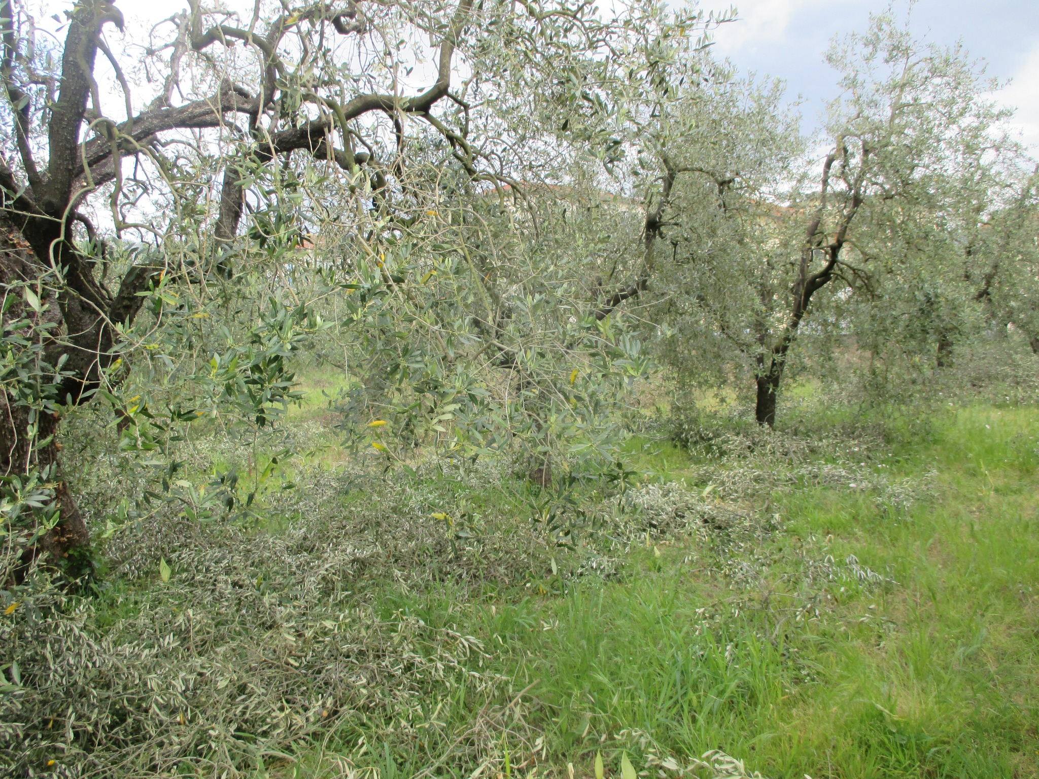 Bollettino Olivo n. 4