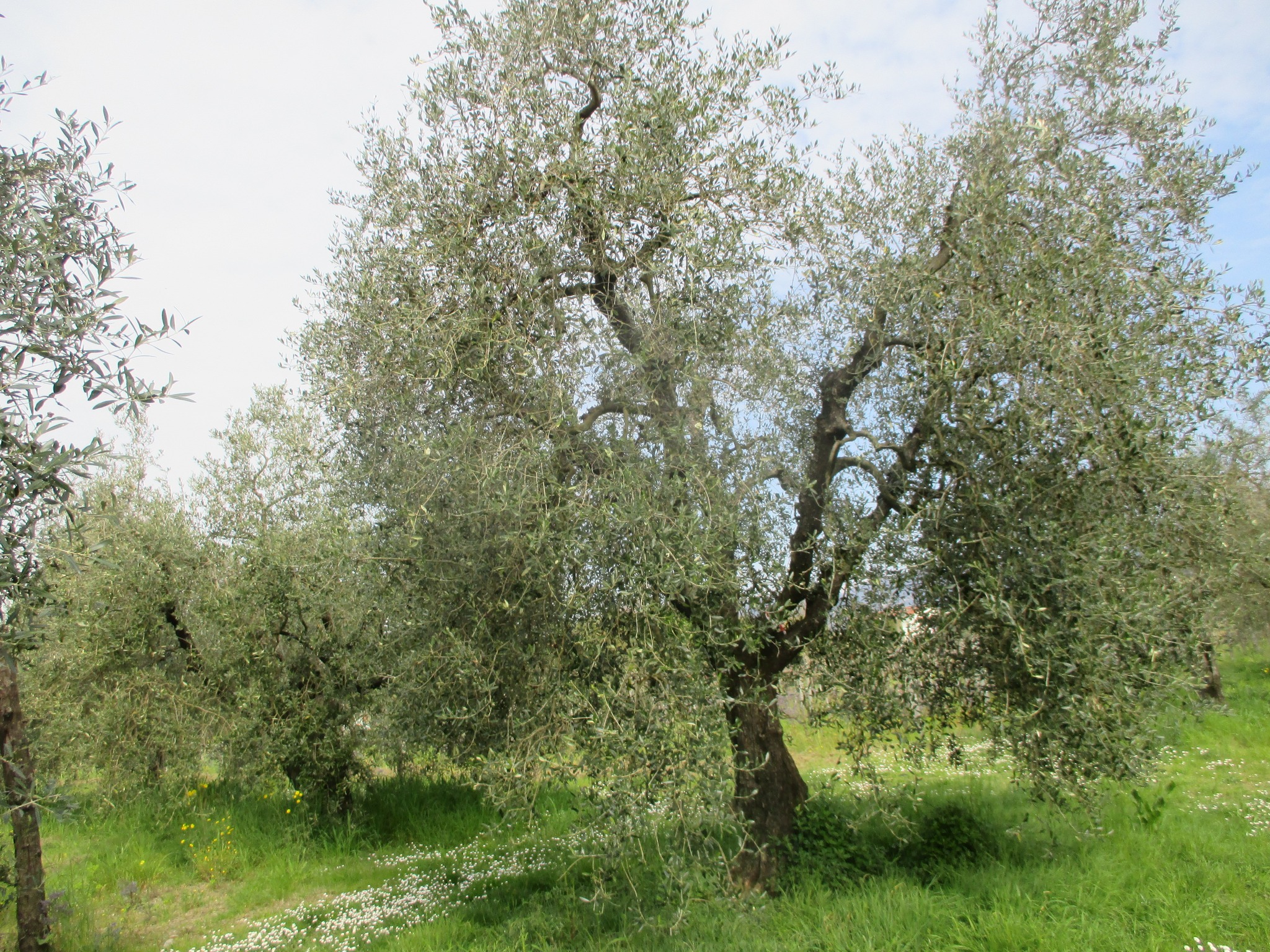 Bollettino Olivo n.3