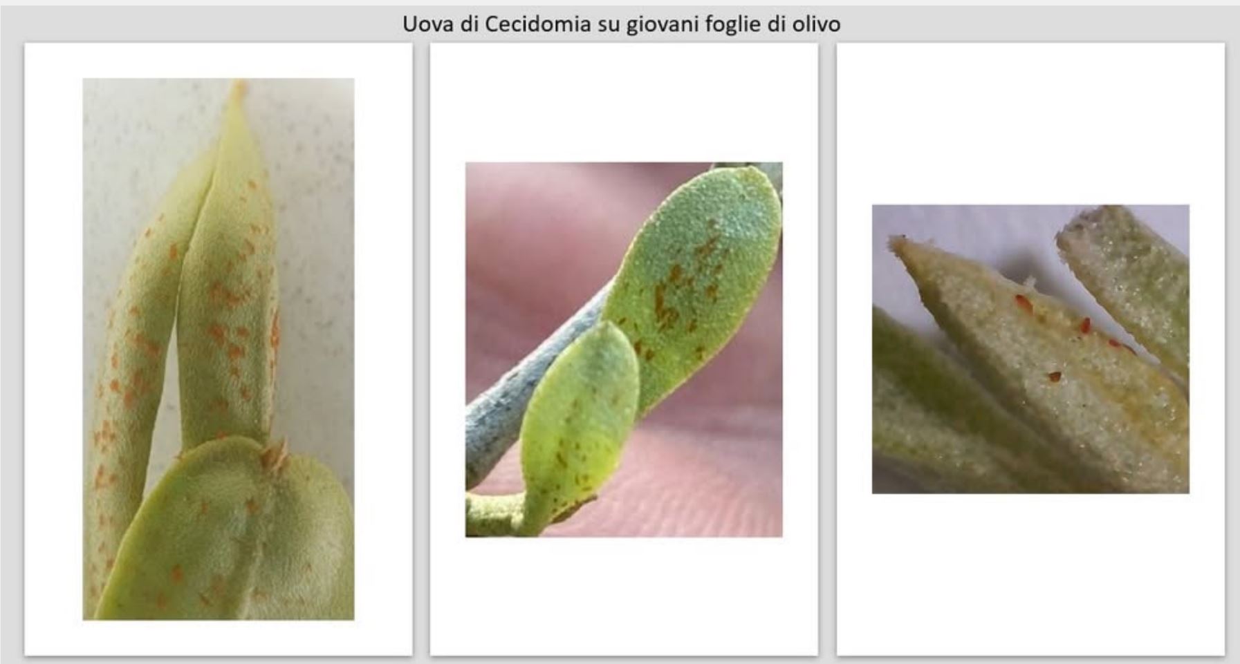 Cecidomia dell’olivo – Comunicato n.3