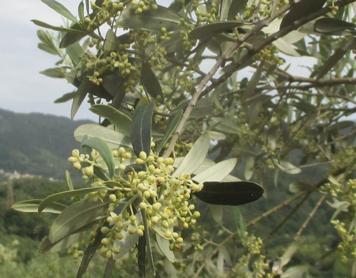 Cecidomia dell’olivo – Ultimo Comunicato