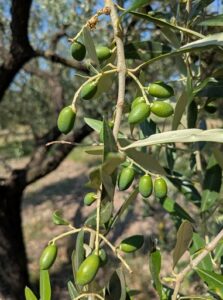 olivo