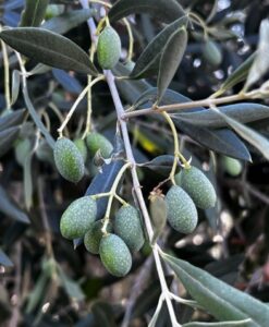 olivo