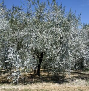 olivo
