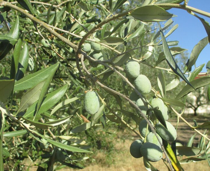 olivo