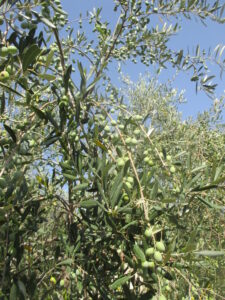 Bollettino Olivo n. 18