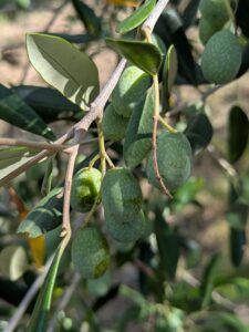 Bollettino Olivo n. 17
